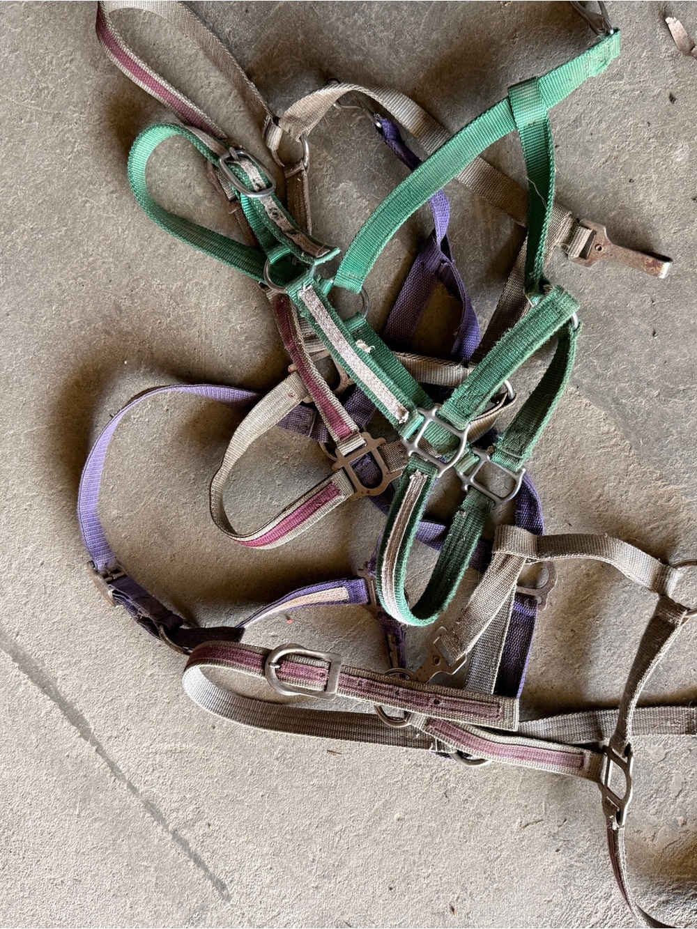 Assorted Horse Size Halters